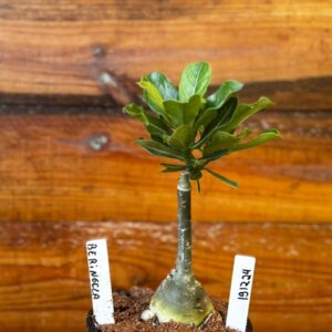 1912 24 Rosa Do Deserto Beringela