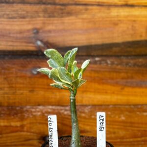 1912 27 Rosa Do Deserto Céu Estrelado