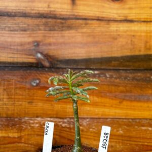 1912 28 Rosa Do Deserto Crista