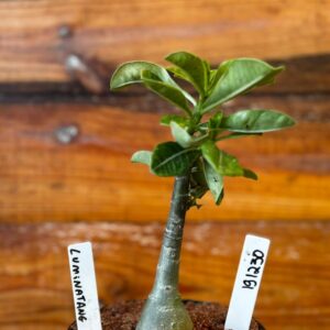 1912 30 Rosa Do Deserto Luminatang