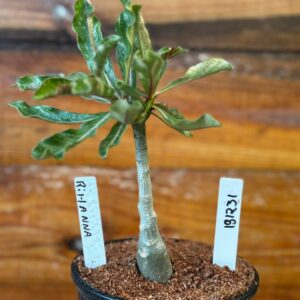 1912 31 Rosa Do Deserto Rihanna