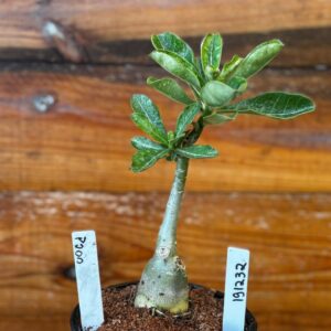 1912 32 Rosa Do Deserto P200