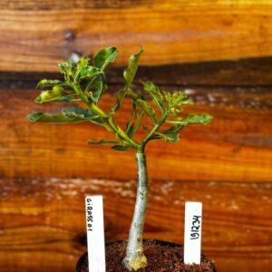 1912 34 Rosa Do Deserto Girassol