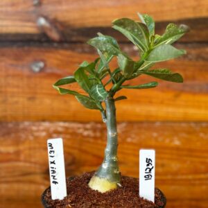 1912 35 Rosa Do Deserto Mei Xiang