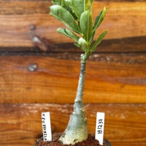 1912 37 Rosa Do Deserto Ceu Estrelado