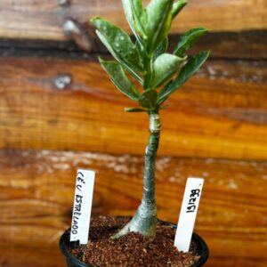 1912 39 Rosa Do Deserto Céu Estrelado