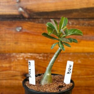 1912 41 Rosa Do Deserto Mei Xiang