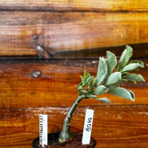 1912 42 Rosa Do Deserto Céu Estrelado Variegato