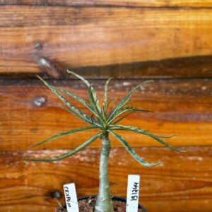 1912 44 Rosa Do Deserto Crispum