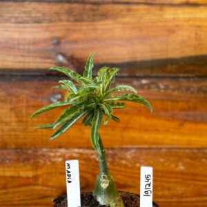 1912 45 Rosa Do Deserto Maria