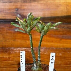 1912 49 Rosa Do Deserto Rihanna