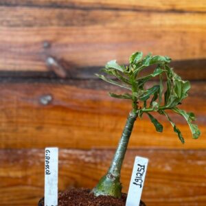 1912 51 Rosa Do Deserto Girassol