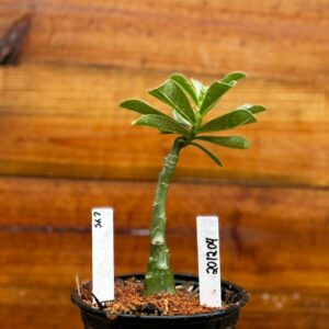 2012 04 Rosa Do Deserto Lys