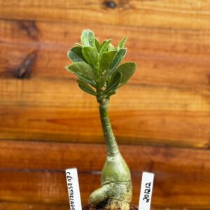 2012 12 Rosa Do Deserto Céu Estrelado