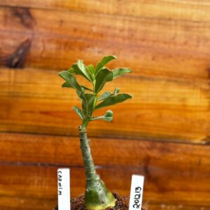 2012 13 Rosa Do Deserto Carmim