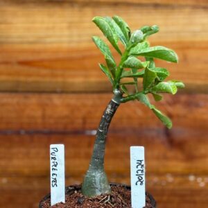 2012 24 Rosa Do Deserto Purple Eyes