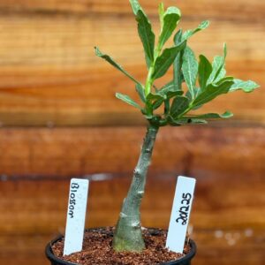 2012 25 Rosa Do Deserto Blossom