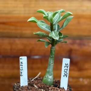 2012 26 Rosa Do Deserto V. Heising