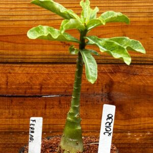 2012 30 Rosa Do Deserto Ferrari