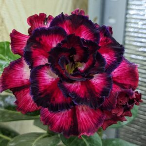 Pré Venda - Rosa do Deserto Ilusion