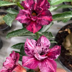 Pré Venda - Rosa do Deserto Tulsa