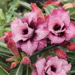 Pré Venda - Rosa do Deserto BRD 78