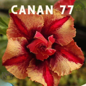 Pré Venda - Rosa do Deserto CN 77