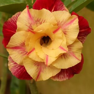 Pré Venda - Rosa do Deserto CN 1