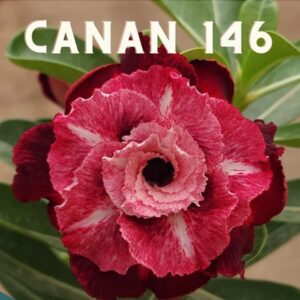 Pré Venda - Rosa do Deserto CN 146