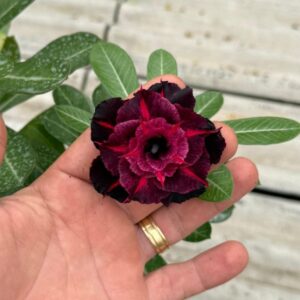 Pré Venda - Rosa do Deserto Adonai