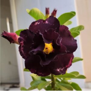 Pré Venda - Rosa do Deserto Blue Label