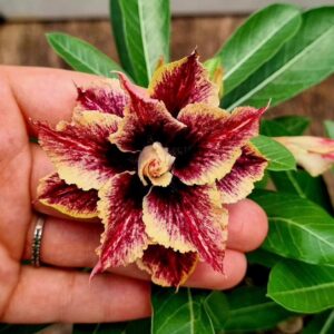 Pré Venda - Rosa do Deserto CN 57