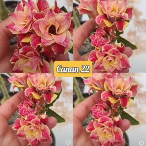 Pré Venda - Rosa do Deserto CN 22