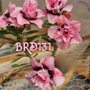 Pré Venda - Rosa do Deserto BRD 131