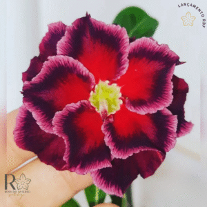 Pré Venda - Rosa do Deserto Baronesa