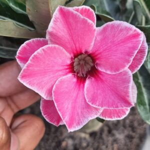 Pré Venda - Rosa do Deserto Family Rose