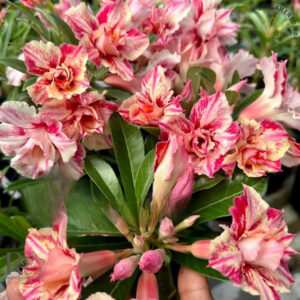 Pré Venda - Rosa do Deserto Zaya