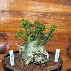 2212 01 Arabicum Spartacus  - Adulta