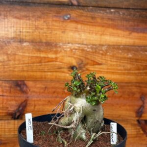 2212 04 Arabicum Godji Champ - Adulta