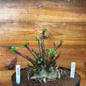 2212 08 Arabicum Black - Adulta