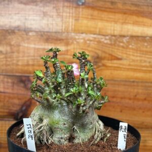 2212 11 Arabicum Pbn Soco + Rbl - Adulta