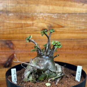 2212 10 Arabicum Darchseid - Adulta