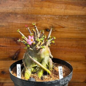 2212 13 Arabicum Minotauro- Adulta