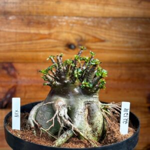 2212 14 Arabicum Nix Black- Adulta