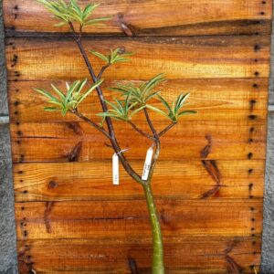 1612 08 Anaconda Semente Black - adulta