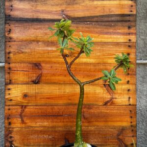 1612 09 Anaconda Semente Black - adulta