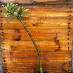 1612 11 Anaconda Semente Black - adulta