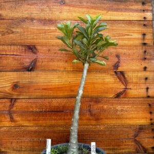 2312 13 Anaconda Delicada - Adulta