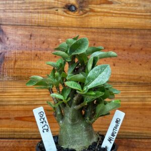 2312 03 Arabicum Minotauro - F2 12 meses