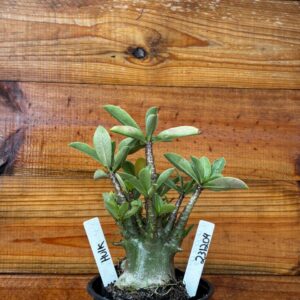 2312 04 Arabicum Hulk - F2 12 meses